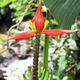 A rare banana species found in Northern Thaiand. (Image: Wande Inta)